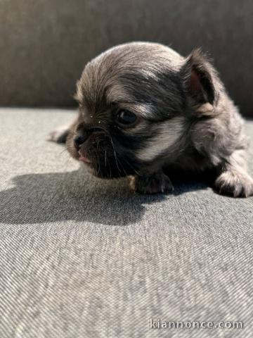 Adoption chiots chihuahua disponible 