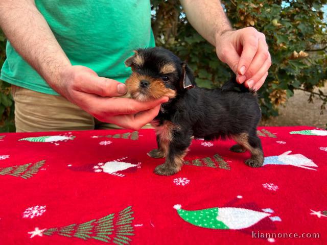 Magnifique chiots York disponible 