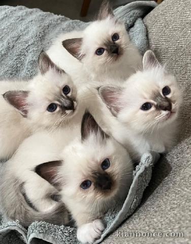 Dons chatons sacré de brimanie 