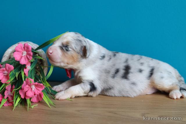 Chiot berger australien disponible 
