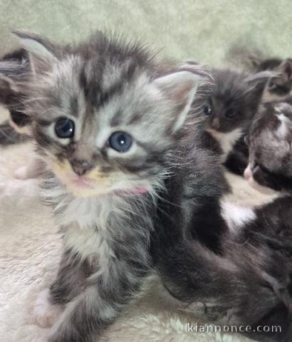 Je donne chaton Maine coon 