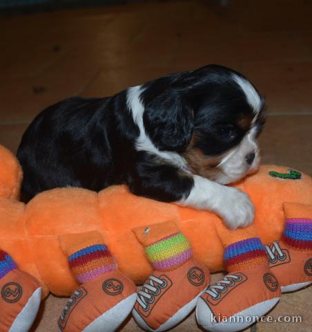 Chiot cavalier King charles pour adoption 