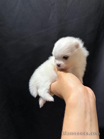 Magnifique chiots Spitz Nain a donner 