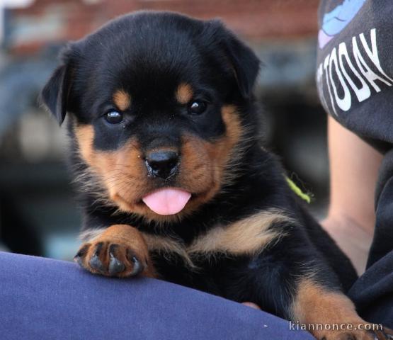 Bébé chiots rottweiler disponible 