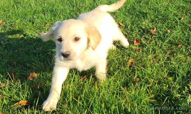 Je donne chiots golden retriever 