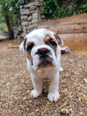 Chiot bulldog anglais disponible 