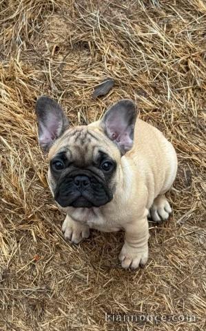 Bouledogue français adoption urgent 