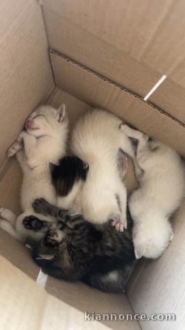 Je donne chaton ragdoll disponible 