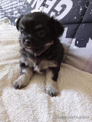 Je donne chiots chihuahua disponible 