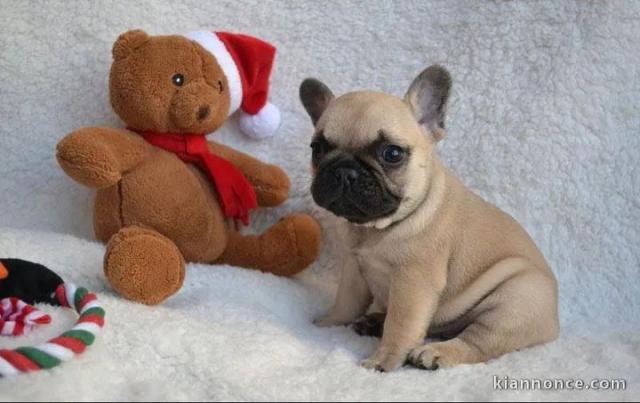 Chiots bouledogue français a donner 