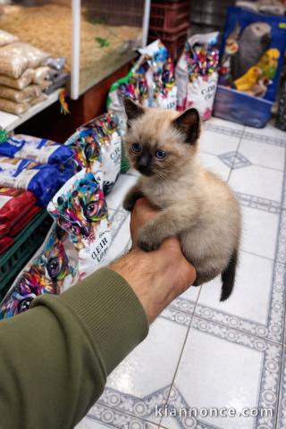Chaton disponible pour adoption 