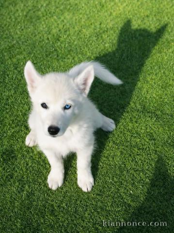 Bébé chiots Husky Sibérien 
