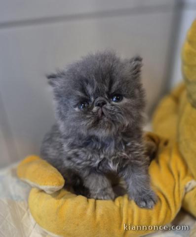 Chaton persan à donner disponible 