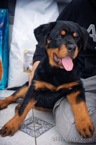 Bébé chiots rottweiler disponible 