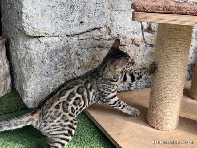 Bébé chaton bengal disponible 
