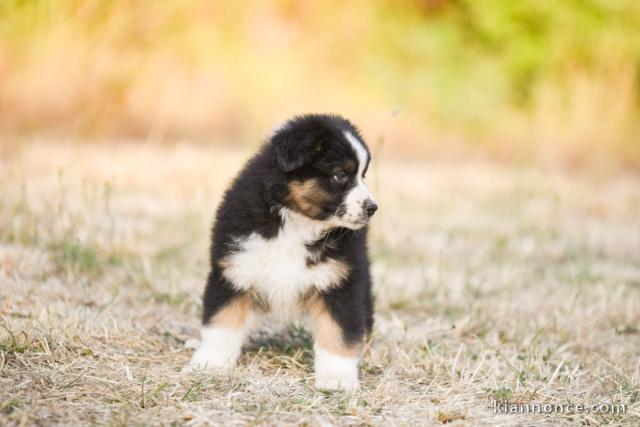 Chiots berger australien disponible à placer 