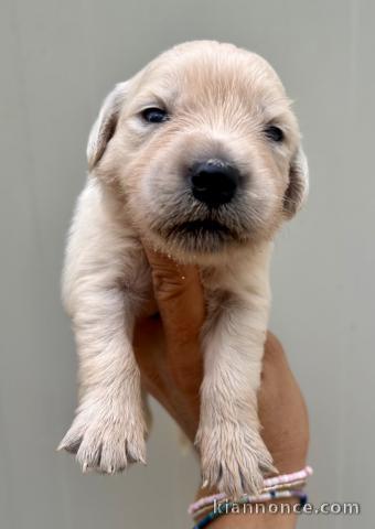 Chiots golf retriever à donner 