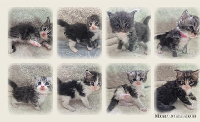 Bébé chaton Maine coon disponible 