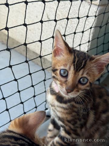Bengals disponible à adopter 