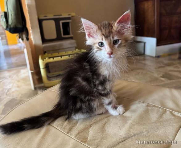 Magnifique chaton Norvègier disponible 