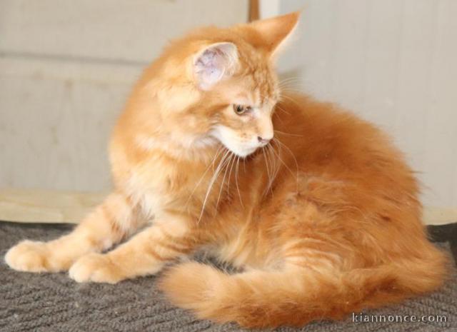 Adorable chaton Maine coon disponible 