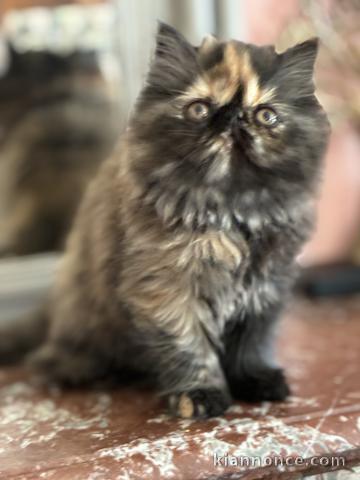 Chaton maine coon pour bonne maman 