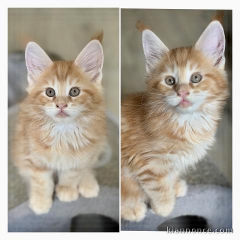 Je donne chaton Maine coon disponible 