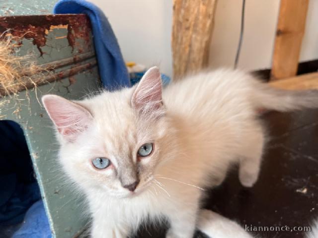 Magnifique chaton ragdoll disponible 