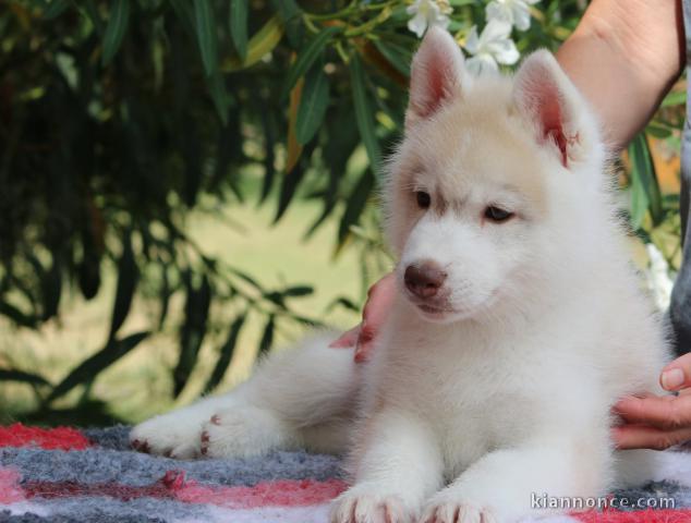 Chiots Husky Sibérien disponible 
