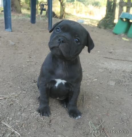 Magnifique chiots Staffordshire disponible 