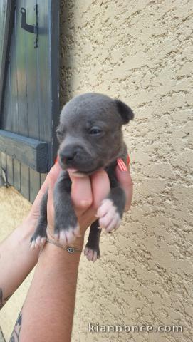 Adorable chiots Staffordshire disponible 