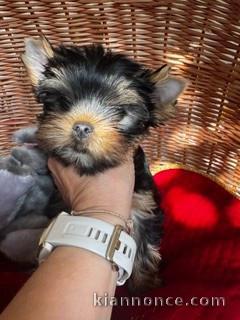 Adoption chiots York disponible 