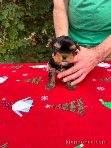 Je donne chiots York mâle 