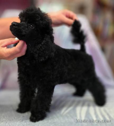 Magnifique chiots caniche disponible 