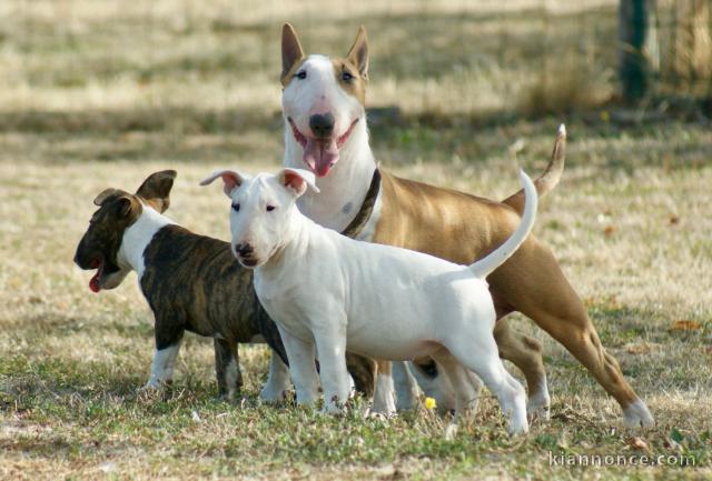 Dons chiots bull Terrier adorable 