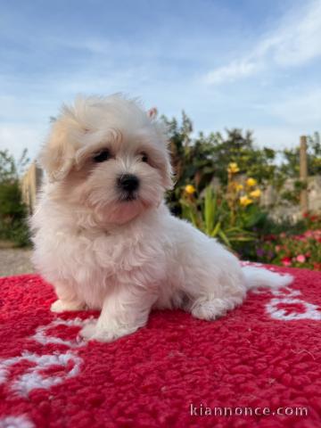 Je donne chiots Bichon maltais 