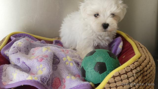 Je donne chiots Bichon maltais 