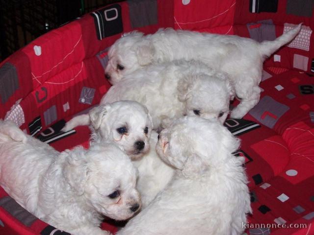 Adorable chiots Bichon Frise femelle et mâle 