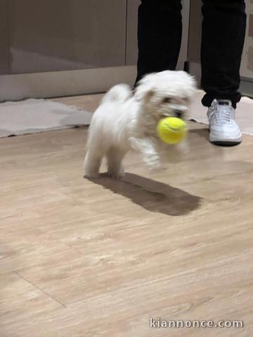 Chiot Bichon Frise Mâle adorable 