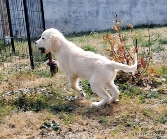 Chiots golden retriever disponible 