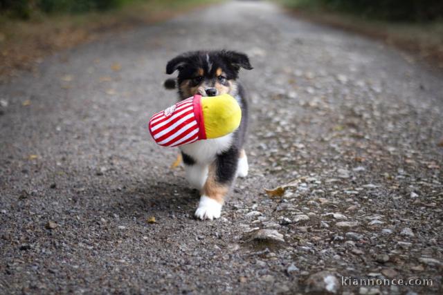 Chiot berger australien pour adoption 