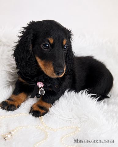 Chiot teckels disponible pour adoption 
