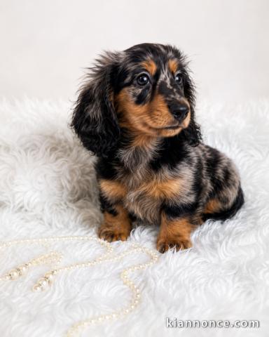 Dons chiot teckel disponible 