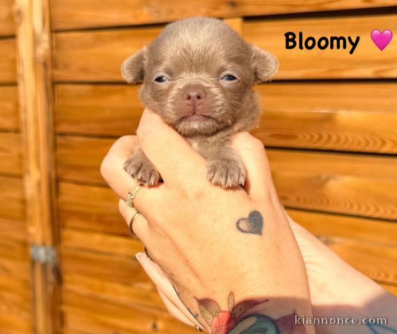 Chiot chihuahua disponible 