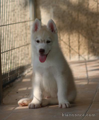 Je donne chiots Husky Sibérien 