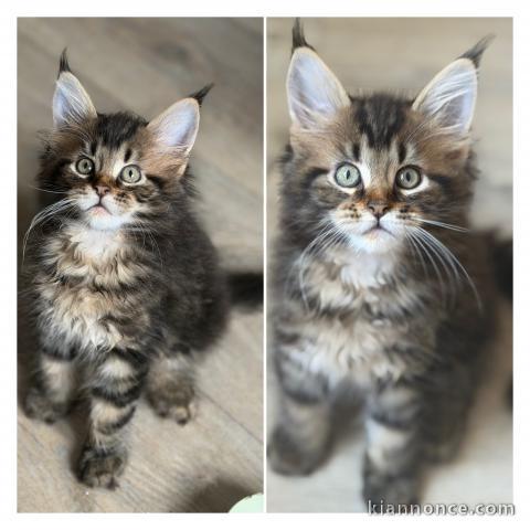 Annonces chaton Maine coon 