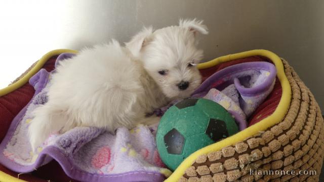 Bichon maltais disponible mâle 