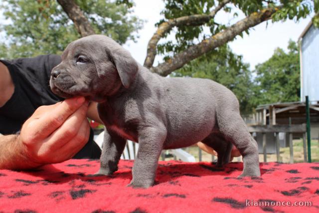 Magnifique chiots cane corse disponible 