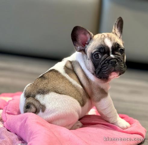 Je donne chiots bouledogue français 