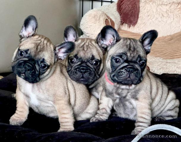Adorable chiots bouledogue français 